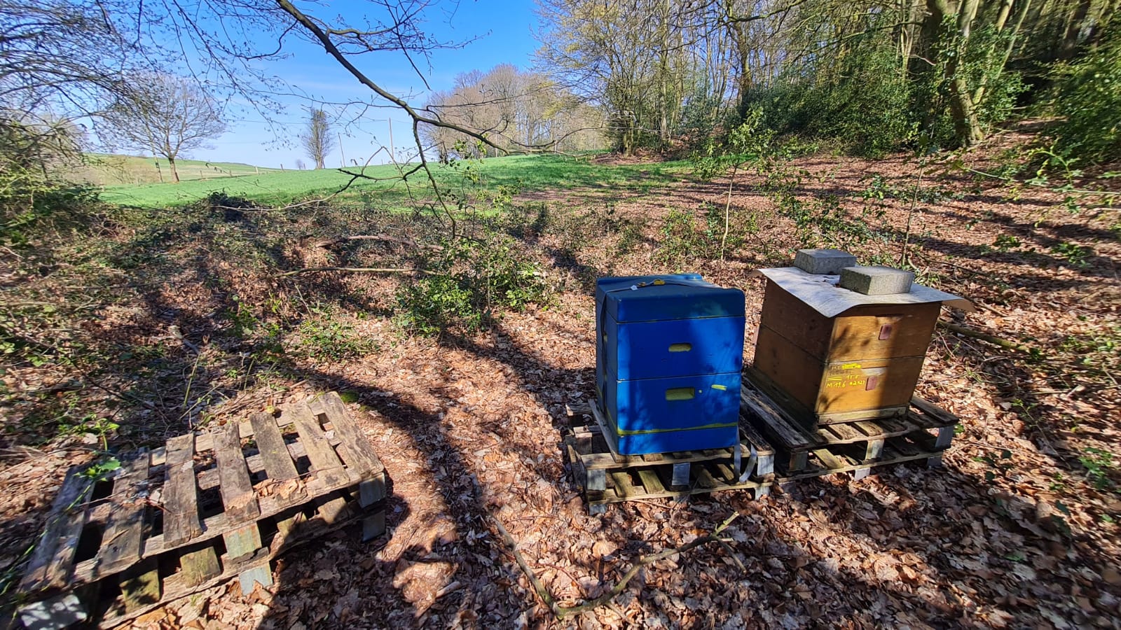 Fläche im Wald für 10 Bienenstellplätze zu verpachten
